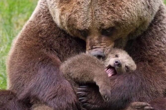 Brown Bear Sanctuary Tour from Brasov Entrance Ticket Guaranteed - Brasov pickup and the ride you actually want