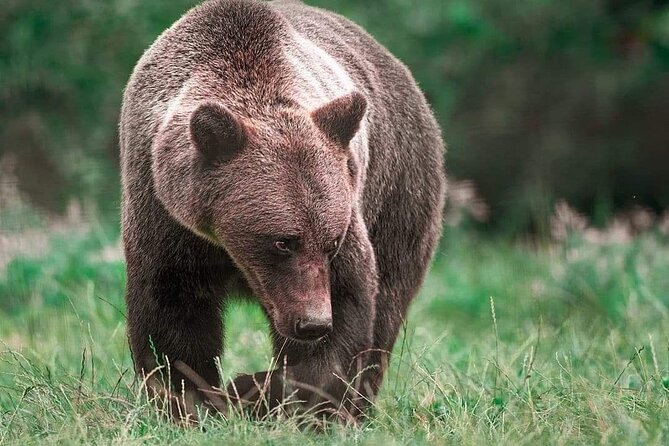 Brown Bear Sanctuary Tour from Brasov Entrance Ticket Guaranteed - What you gain from a live English-speaking guide