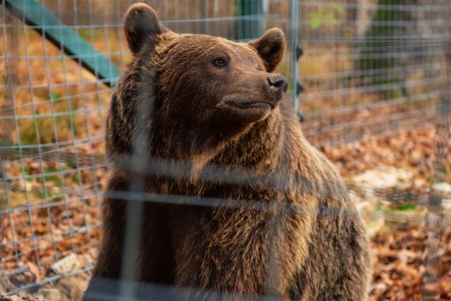 Bucharest: Bran Castle and Bear Sanctuary Small-Group Tour - Key Things to Know Before You Go