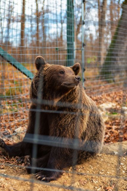 Bucharest: Bran Castle and Bear Sanctuary Small-Group Tour - Bran Castle: Dracula-Style Legends With Medieval Room Realness