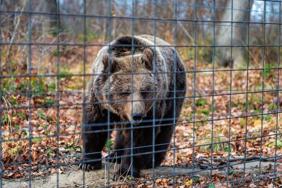 Bucharest: Bran Castle and Bear Sanctuary Small-Group Tour - Lunch and Photo Time: Using the Guide Like a Cheat Code
