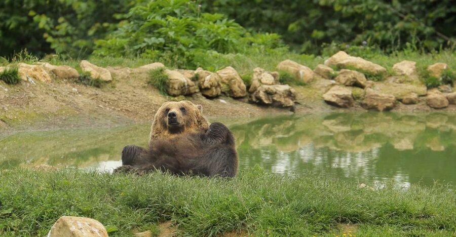 Bucharest: Day Trip to Bear Sanctuary, Bran Castle & Brasov - Price and value: is $152 worth it?