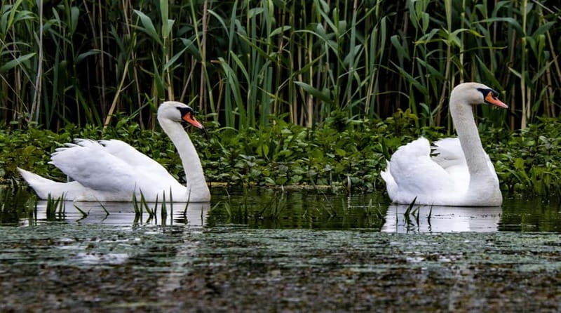 Bucharest: Day Trip to Danube Delta Small Group Premium Tour - Key points to know before you go