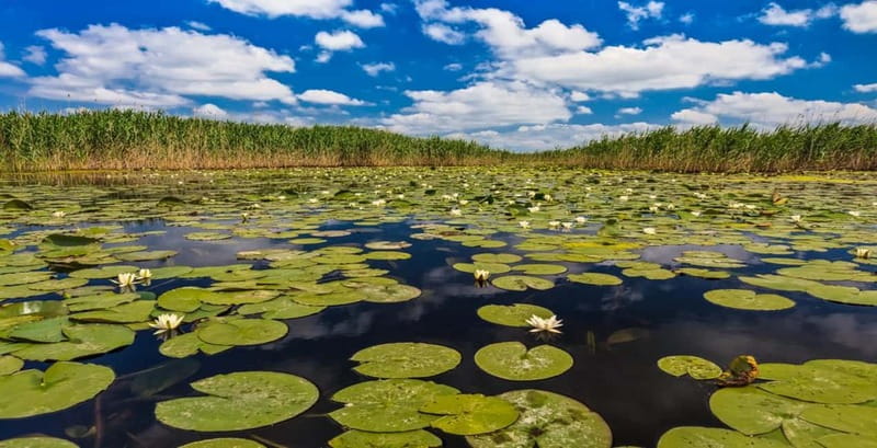 Bucharest: Day Trip to Danube Delta Small Group Premium Tour - Why the Danube Delta day trip feels special (even if it is long)