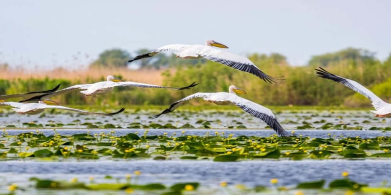 Bucharest: Day Trip to Danube Delta Small Group Premium Tour - The Tulcea stop: quick orientation before the boat