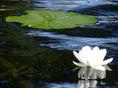Day Trip to Danube Delta Small Group Premium Tour