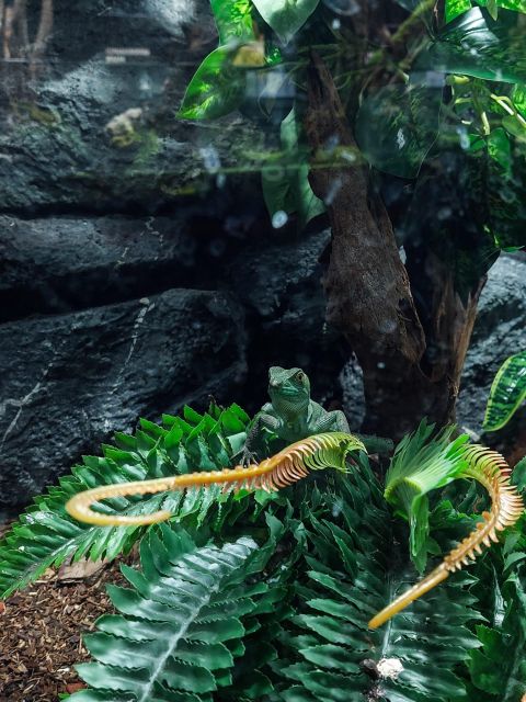 Bucharest: Reptiland Bucharest Entry Ticket - Reptiland Bucharest: where the city turns into a mini rainforest