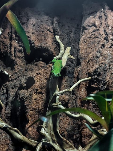Bucharest: Reptiland Bucharest Entry Ticket - The learning part: why reptiles matter to ecosystems