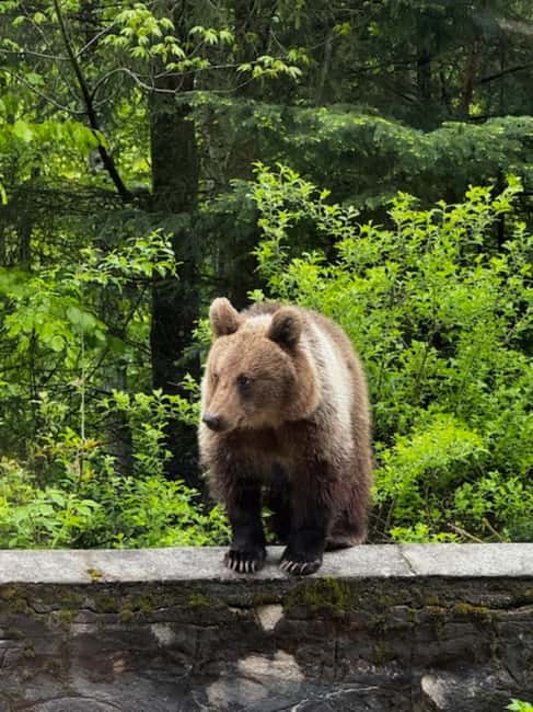 Bucharest: Top Gear Road and Wild Brown Bears Day Trip - Key highlights to know before you go