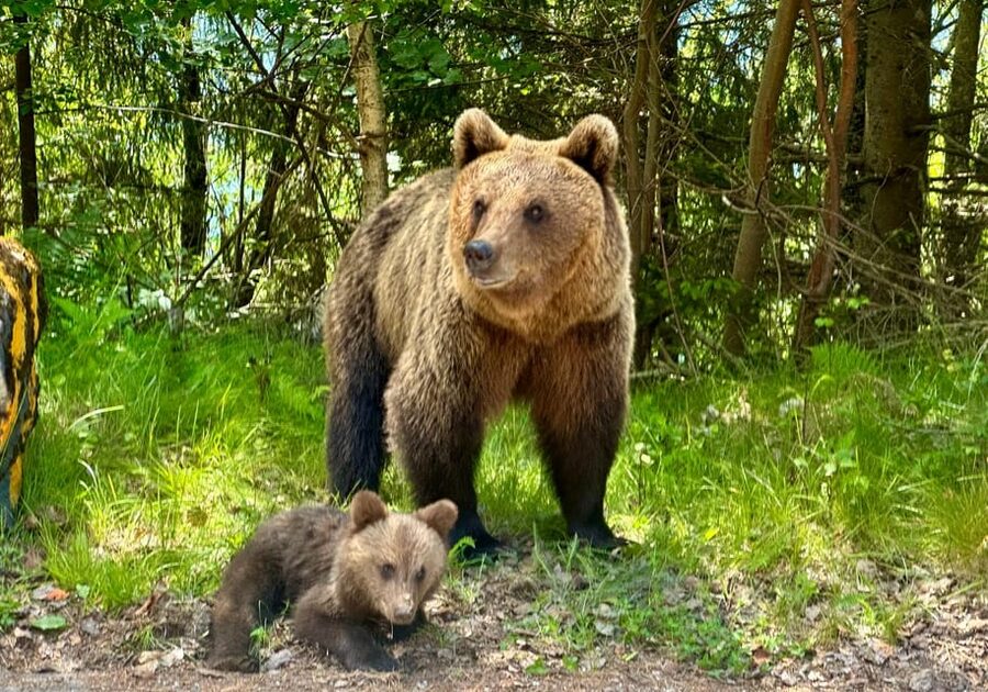 Bucharest: Top Gear Road and Wild Brown Bears Day Trip - What you really get for $58 and how to budget your day