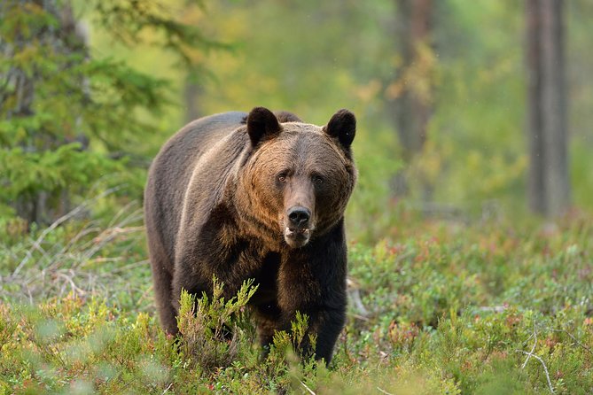 Carpathian Wilderness: A Wildlife Experience from Brașov - Key takeaways