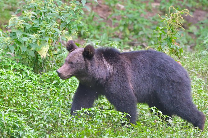 Carpathian Wilderness: A Wildlife Experience from Brașov - Late-Afternoon Wildlife Viewing From Brașovs Main Library