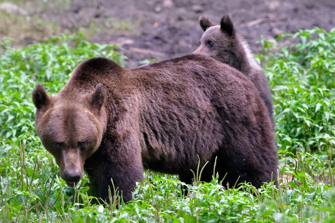 Carpathian Wilderness: A Wildlife Experience from Brașov - Walking the Mountain Path to the Observation Hide