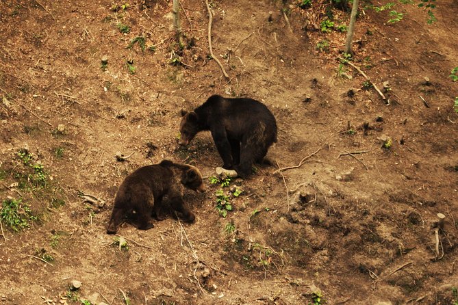 Carpathian Wilderness: A Wildlife Experience from Brașov - The Bear Watching Building: Quiet Waiting With Real View Power