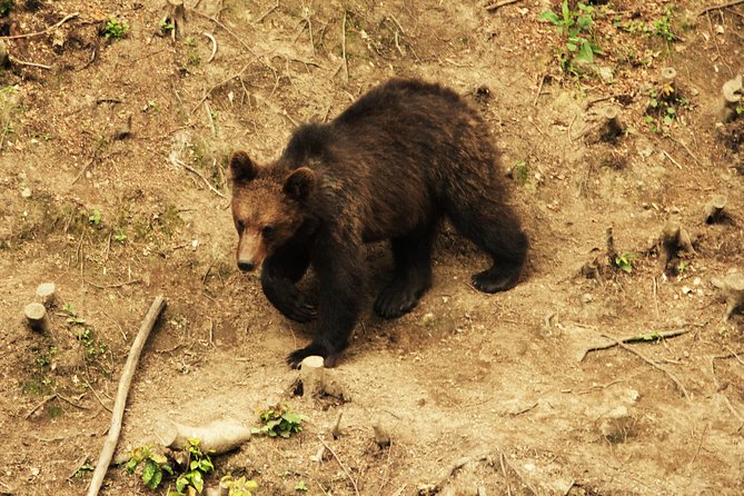 Carpathian Wilderness: A Wildlife Experience from Brașov - Safety and Ranger Control: How This Stays Relaxed