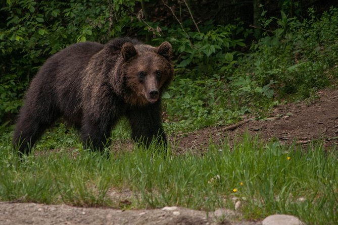 Carpathian Wilderness: A Wildlife Experience from Brașov - Timing, Duration, and How the 4 Hours Add Up