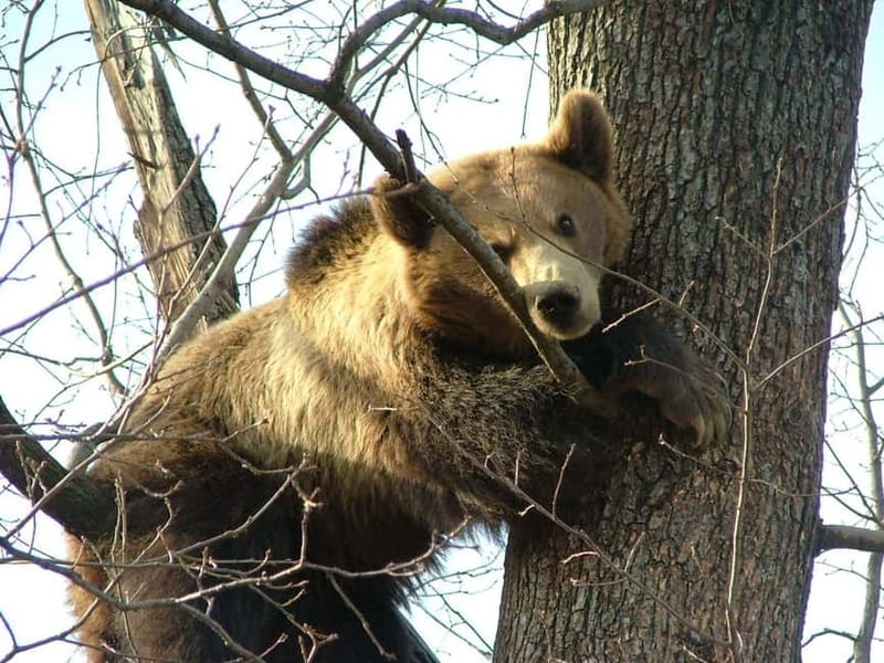 Carpathian Wilderness: A Wildlife Experience from Brașov - Who This Tour Suits Best (And Who Might Struggle)