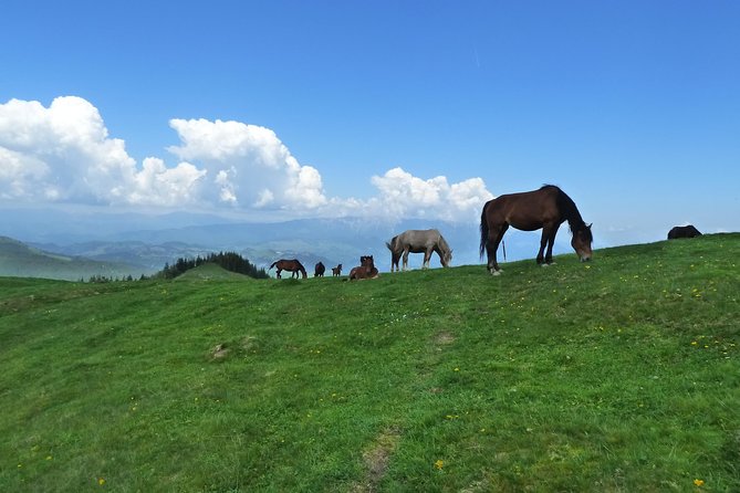 Carpathians in Romania: Bucegi Natural Park with native Spanish guide. - Price and value: is $88.94 worth it?