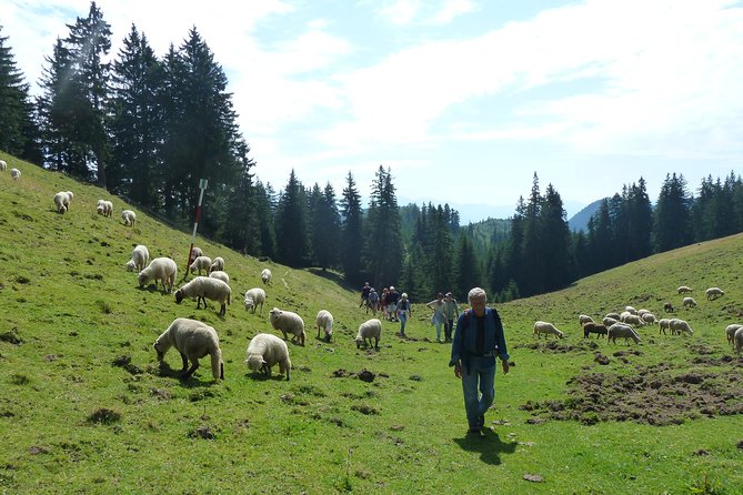 Carpathians in Romania: Piatra Craiului National Park with native Spanish guide. - Native Spanish guide in an English tour, and why the stories help