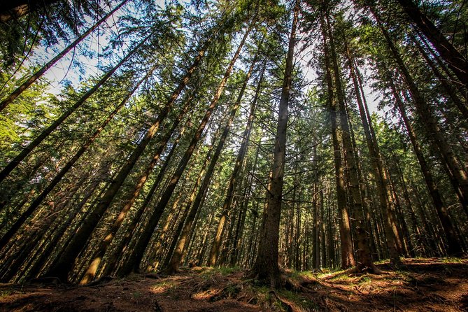 Carpathians in Romania: Piatra Craiului National Park with native Spanish guide. - The 10:00 am circular route from Fountain BotorogDJ112G