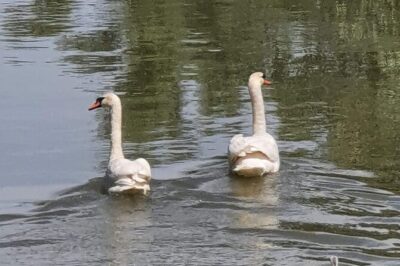 Daily Tours in the Danube Delta – Camely Cruise