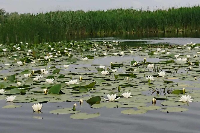 Daily Tours in the Danube Delta - Camely Cruise - Snacks, Coffee, and Small Perks That Add Up