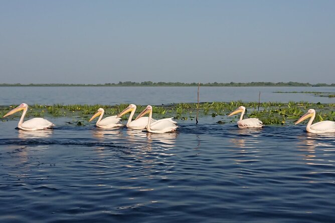 Daily Tours in the Danube Delta - Camely Cruise - Lunch Plans: What You Pay for After the Cruise