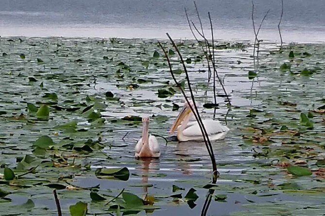 Daily Tours in the Danube Delta - Camely Cruise - Price and Value: $494.60 per Group (Up to 10)