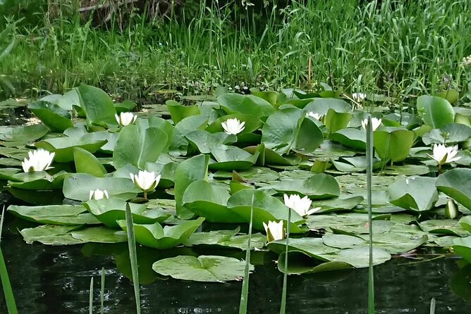 Daily Tours in the Danube Delta - Camely Cruise - Timing, Meeting, and Getting There Without Stress