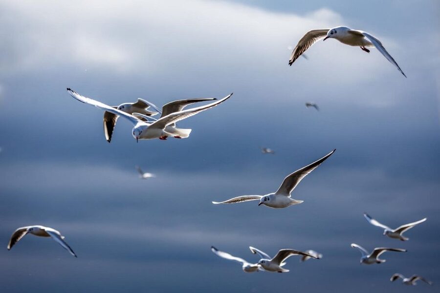 Danube Delta - 2-Day Tour from Bucharest - Key highlights you should care about