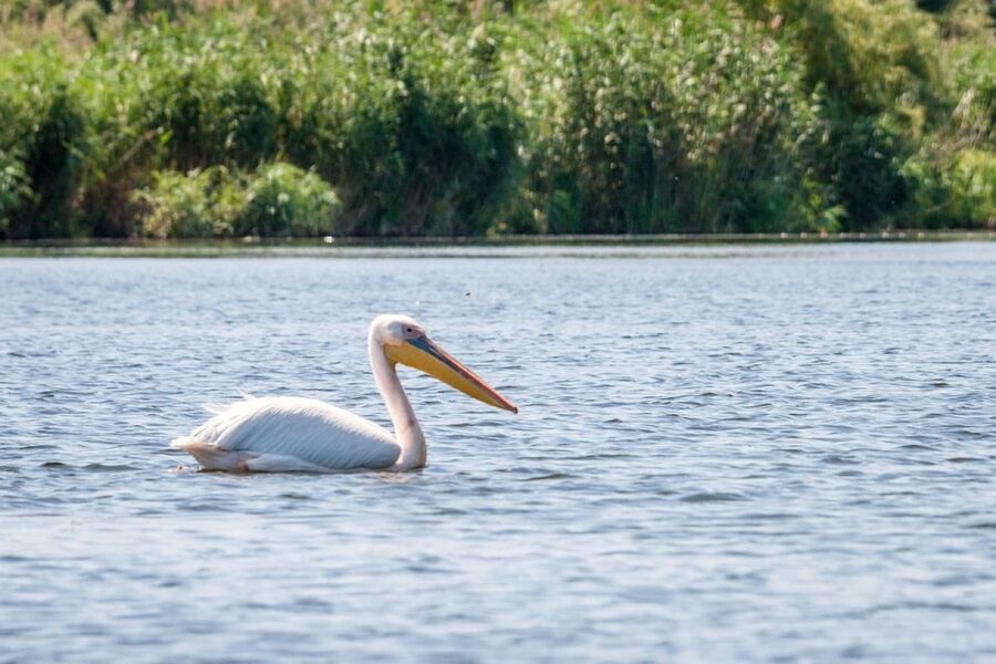 Danube Delta - 2-Day Tour from Bucharest - Why the Danube Delta feels like a wildlife magnet, not a checklist