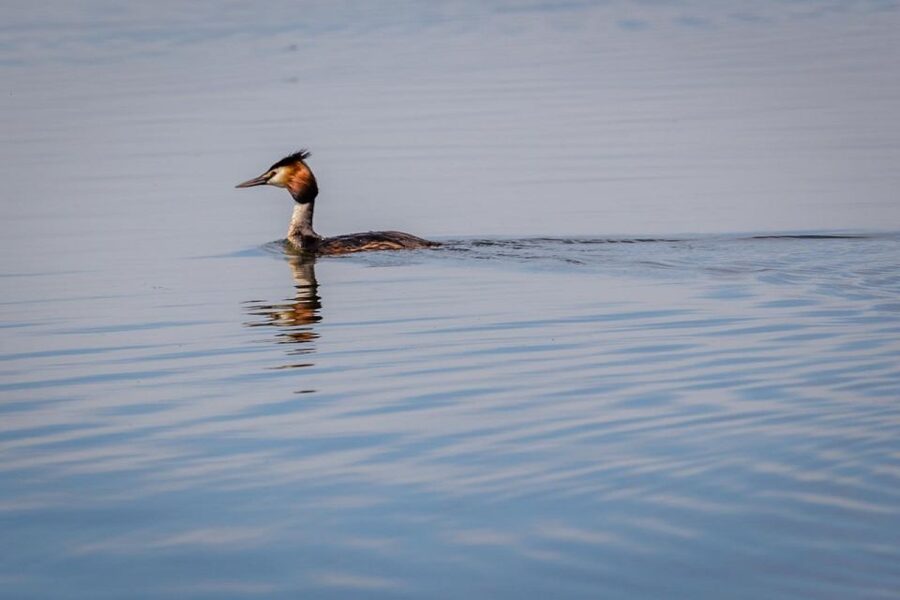 Danube Delta - 2-Day Tour from Bucharest - Overnight near the Delta: what you gain from sleeping inside the rhythm
