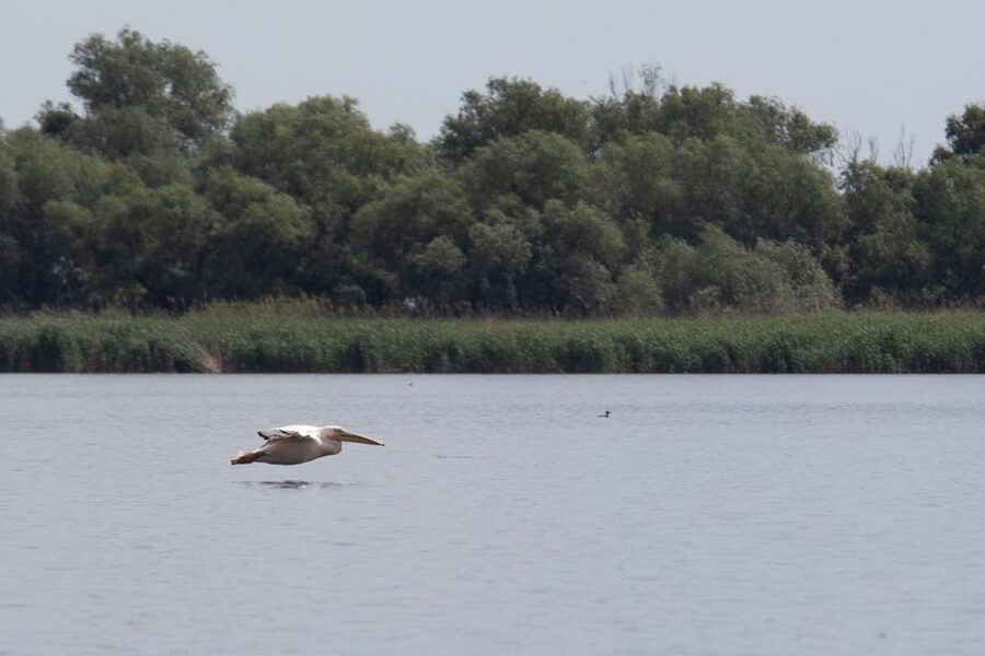 Danube Delta - 2-Day Tour from Bucharest - Boat trip in the Delta: how to get the most from birds and channels