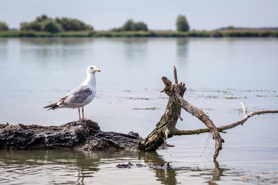 Danube Delta - 2-Day Tour from Bucharest - Tulcea and the return to Bucharest, with one foot on each world