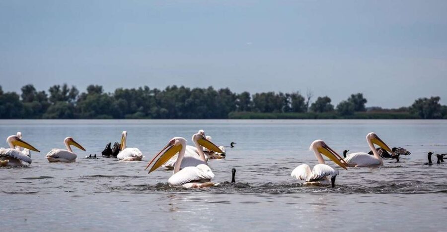 Danube Delta - 2-Day Tour from Bucharest - Guides, small-group size, and what the best days tend to have