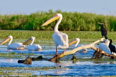 Danube Delta and Black See – 2 Days Private Tour from Bucharest