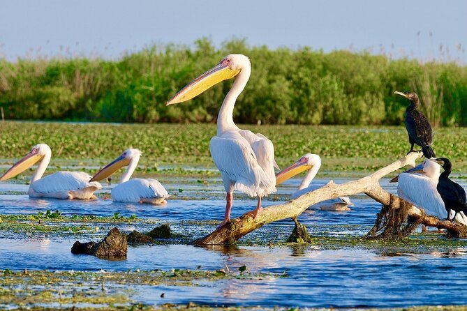 Danube Delta and Black See - 2 Days Private Tour from Bucharest - Tulcea overnight: a smart base for the delta day