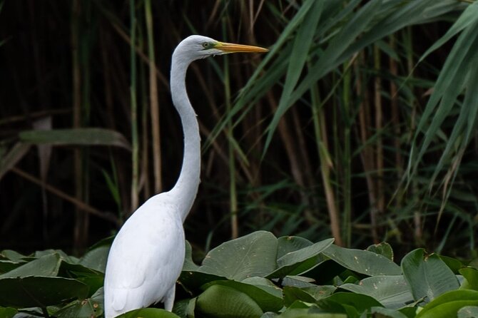 Danube Delta - Private Tour with Boat Trip & Traditional Lunch - Wildlife viewing: birds, fish, and the odds of a great day