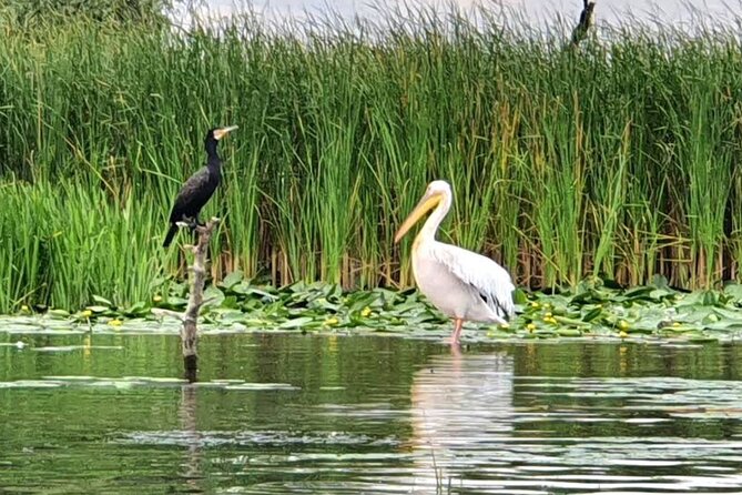 Danube Delta - Private Tour with Boat Trip & Traditional Lunch - Traditional lunch in the Delta area: fish, bones, and genuine food