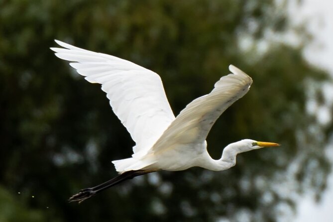 Danube Delta - Private Tour with Boat Trip & Traditional Lunch - Guides and drivers matter more than you think