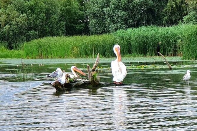 Danube Delta - Private Tour with Boat Trip & Traditional Lunch - What you should know about comfort and car rules