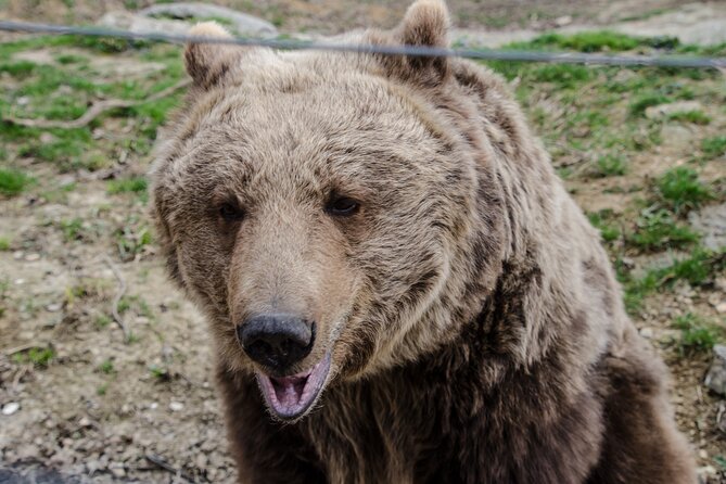Day Trip Bear Sanctuary, Bran Castle, Rasnov Fortress from Brasov - Stop 2: Bran Castle, Dracula lore, and the practical reality of 2 hours