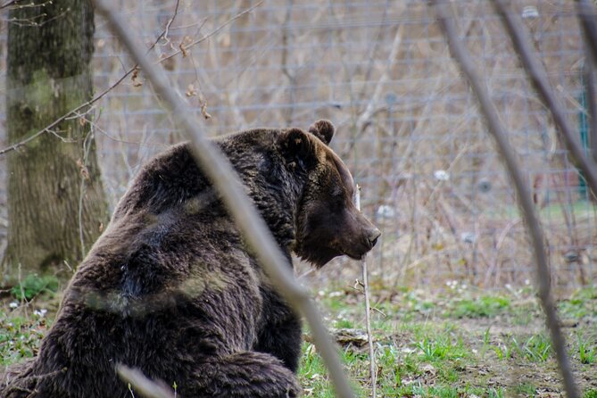 Day Trip Bear Sanctuary, Bran Castle, Rasnov Fortress from Brasov - Stop 3: Rasnov Citadel, free garden access, and panoramic payoff