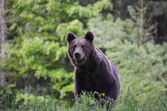 Day Trip & Bear Watching in the Land of Volcanoes - A Full Day of Volcanic Lakes and Bear Watching, Without the Chaos
