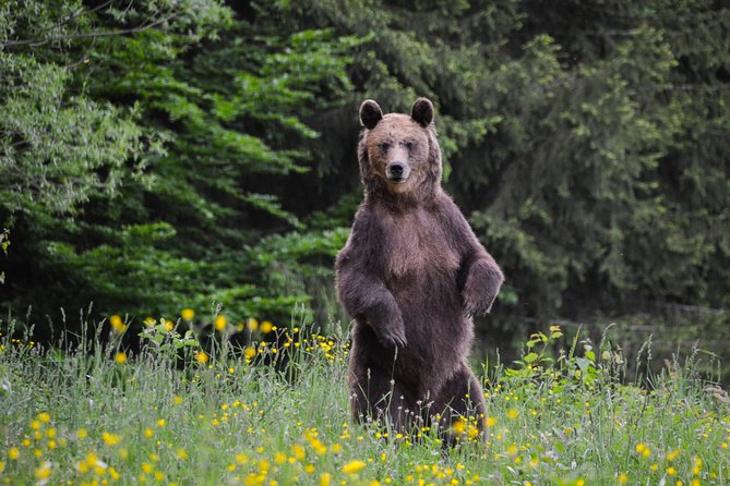 Day Trip & Bear Watching in the Land of Volcanoes - Morning Start in Brasov: Convenient Meeting Point, Real Doors-Off Logistics