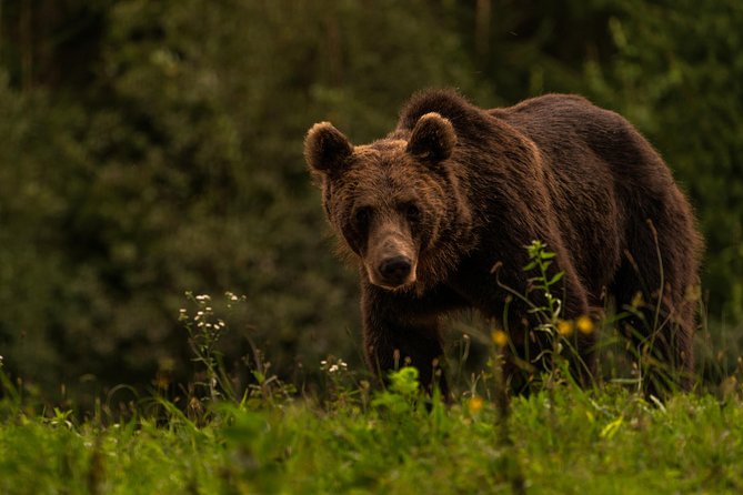 Day Trip & Bear Watching in the Land of Volcanoes - Balvanyos Bear Watching: How the Hide Works and Why It Makes Photos Easier
