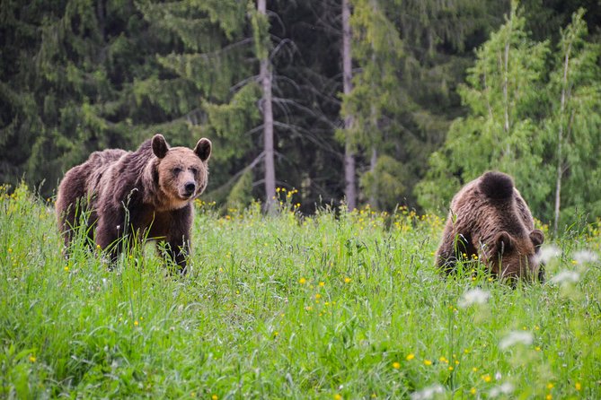 Day Trip & Bear Watching in the Land of Volcanoes - Saint Anna Lake: The Crater Lake Walk That Sets the Tone