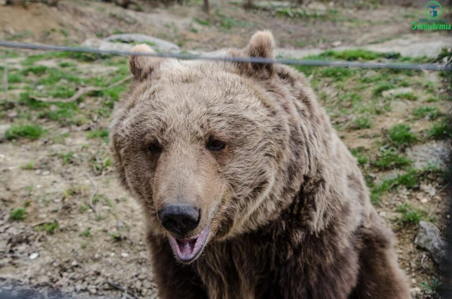Day trip Bran Castle, Rasnov Fortress and Bear Sanctuary - Key Things I’d Plan Around