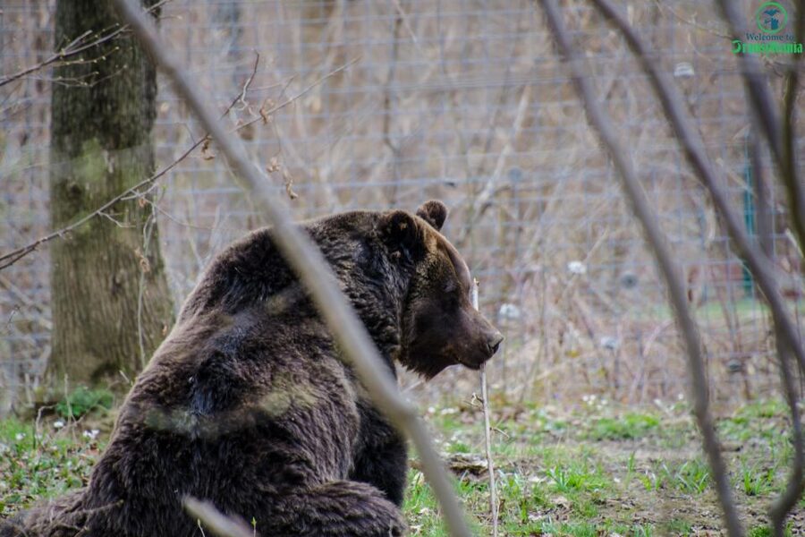 Day trip Bran Castle, Rasnov Fortress and Bear Sanctuary - If You Get a Great Guide, the Whole Day Clicks