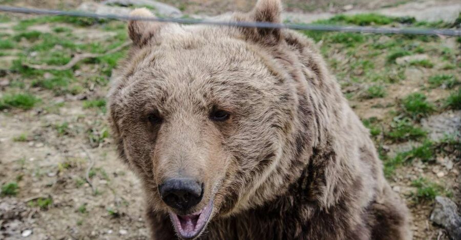 Day trip Bran Castle, Rasnov Fortress and Bear Sanctuary - Libearty Bear Sanctuary Zărnești: Wildlife Welfare That Actually Feels Personal